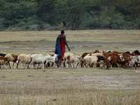 Masai herder