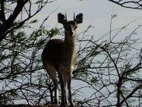 Steenbok